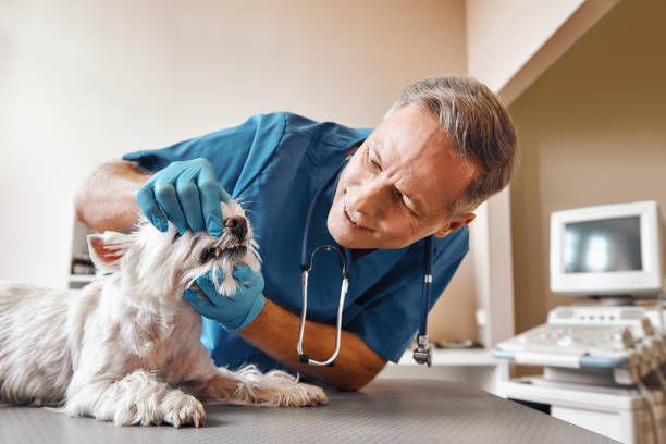 Best Emergency Dental Extractions in Hughesville, PA
